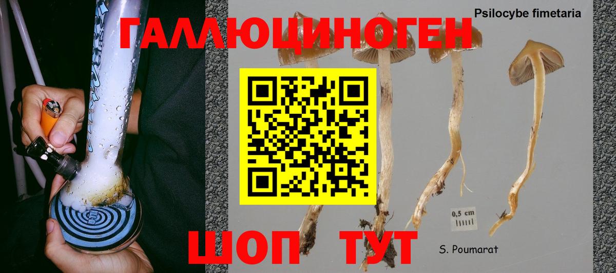 Киселёвск  Псилоцибиновые грибы MAGIC MUSHROOMS  Вход с VPN 